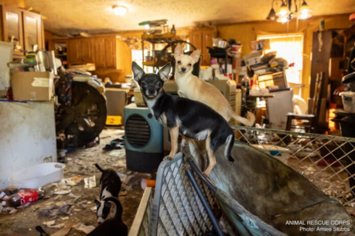 133 Chihuahuas Rescued From Hoarding Case Find Hope - Image 2
