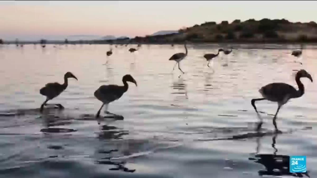 Volunteers gently holding pink flamingo chicks during tagging event at Spanish lake