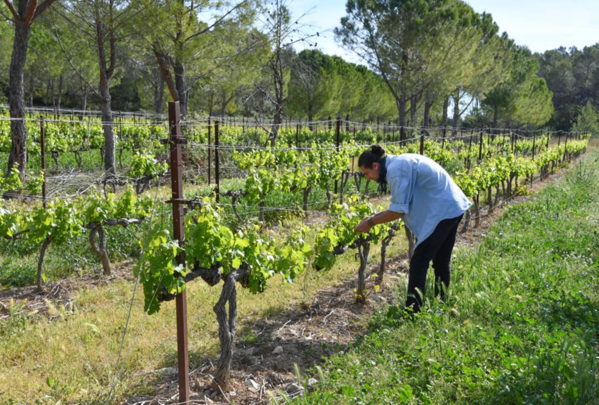 French Winemakers Plant Trees to Beat Climate Change - Image 3