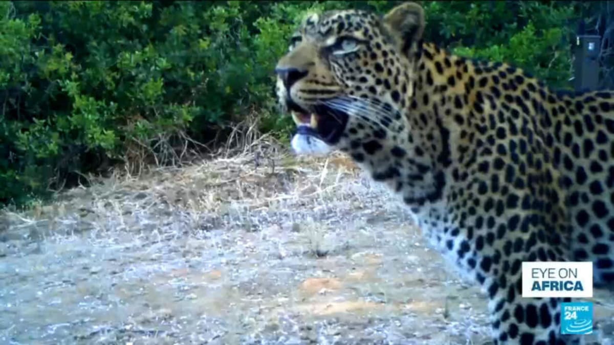 Cape Leopards Return After 170 Years in South Africa