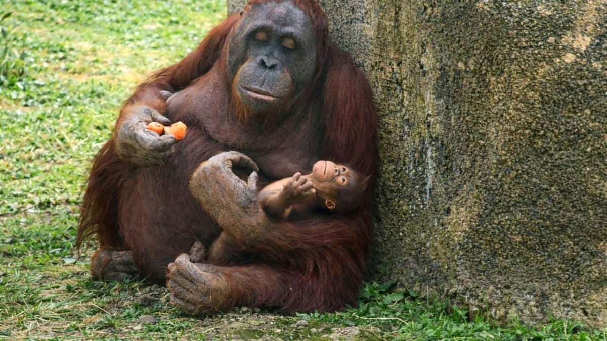 Mother Bornean orangutan Surya gently cradles her newborn baby at Madrid Zoo Aquarium