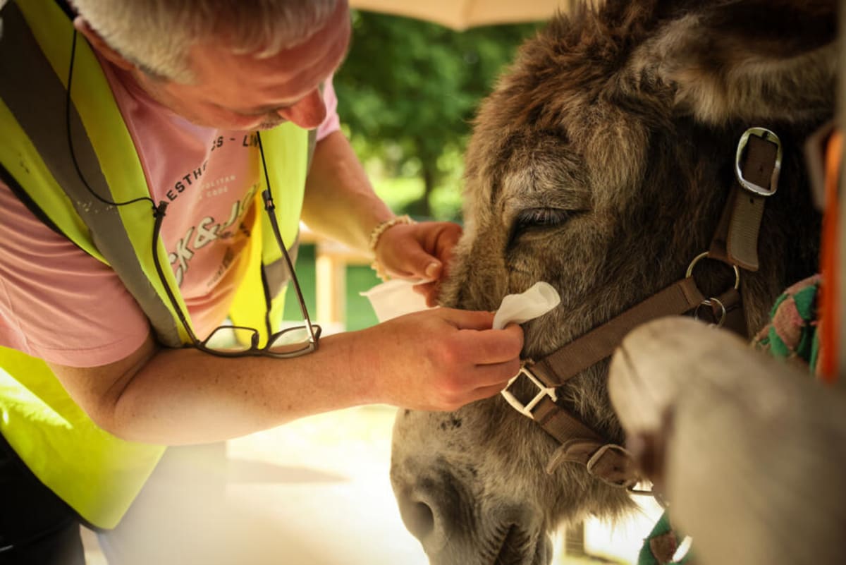 Therapy Donkeys Help Psychiatric Patients Near Paris - Image 4