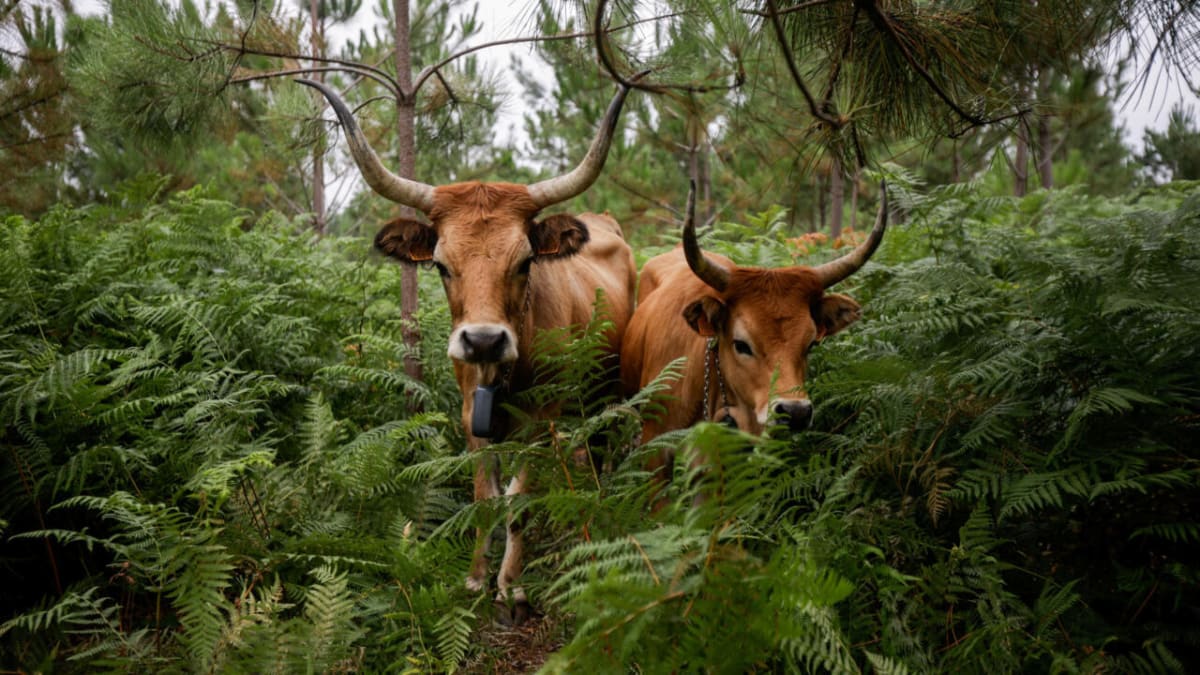 Cachena cattle grazing on mountainous terrain in Spain's Galicia region to prevent wildfires