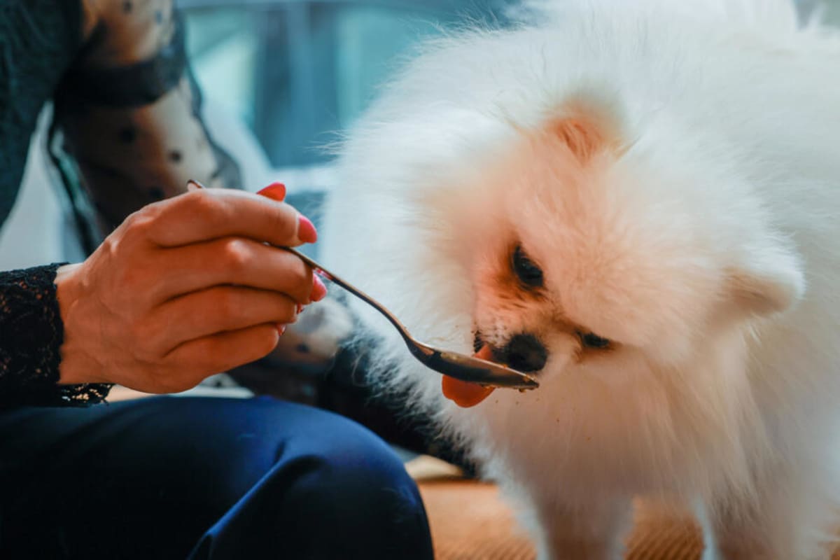 Paris Opens Dog Cafés Where Pups Eat Pastries Too - Image 5