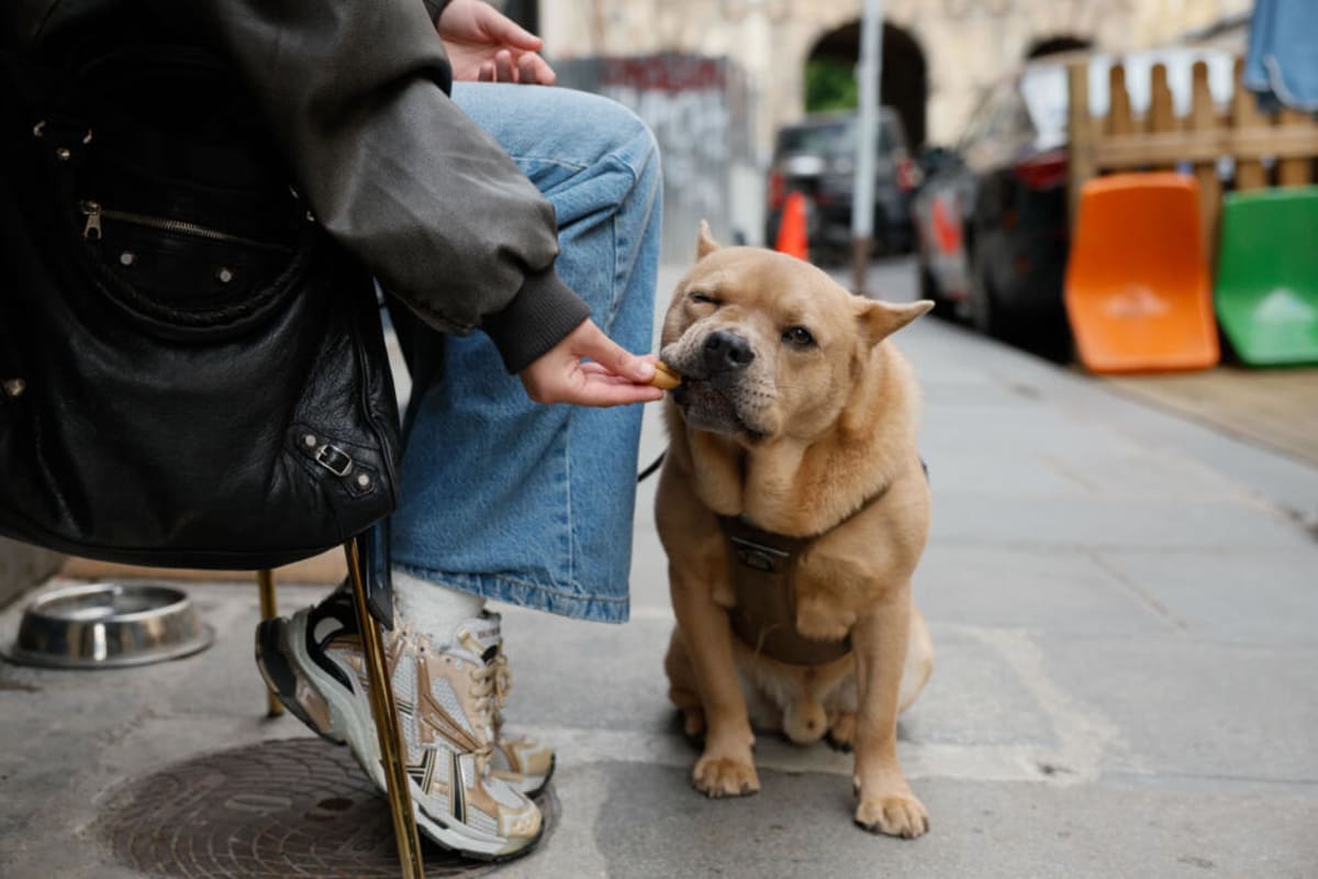 Paris Opens Dog Cafés Where Pups Eat Pastries Too - Image 4