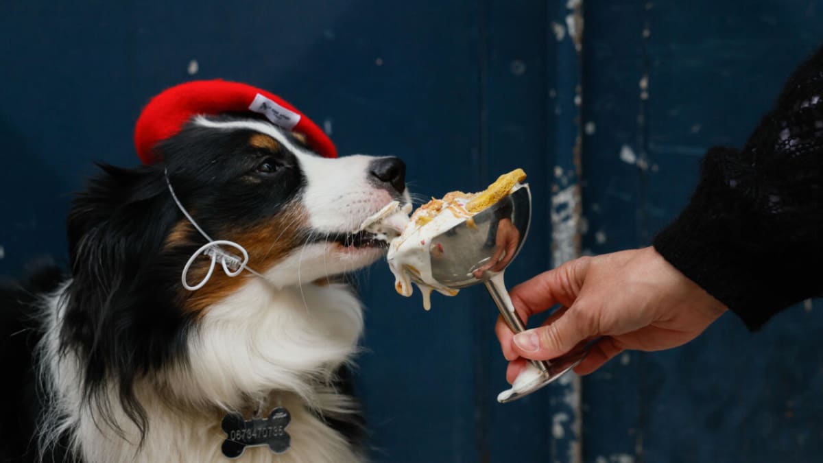 White fluffy Pomeranian dog eating a pastry treat at a Paris dog café counter