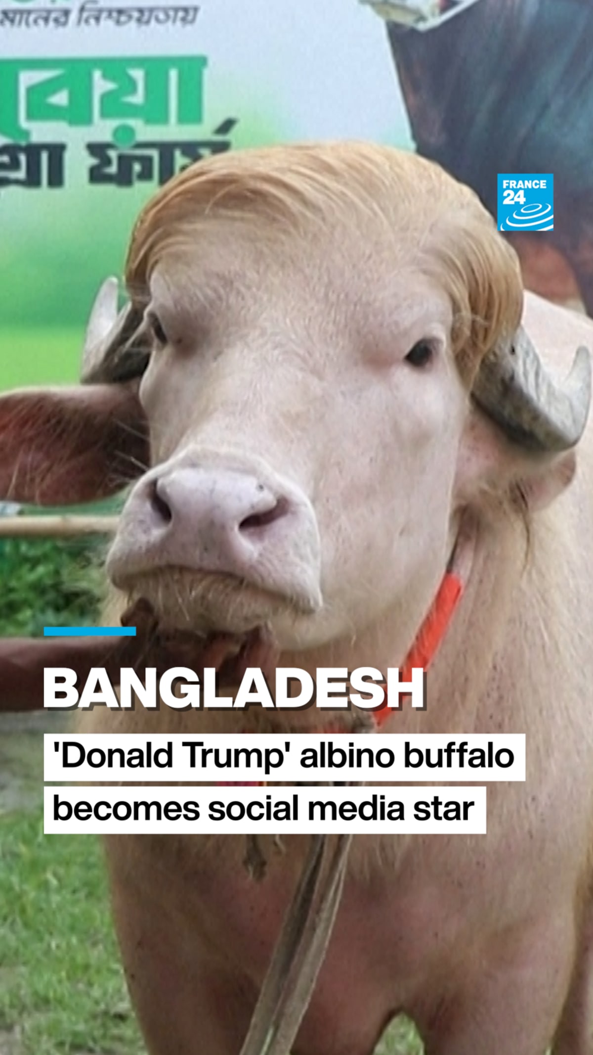 Albino Buffalo Named 'Donald Trump' Charms Bangladesh - Image 2