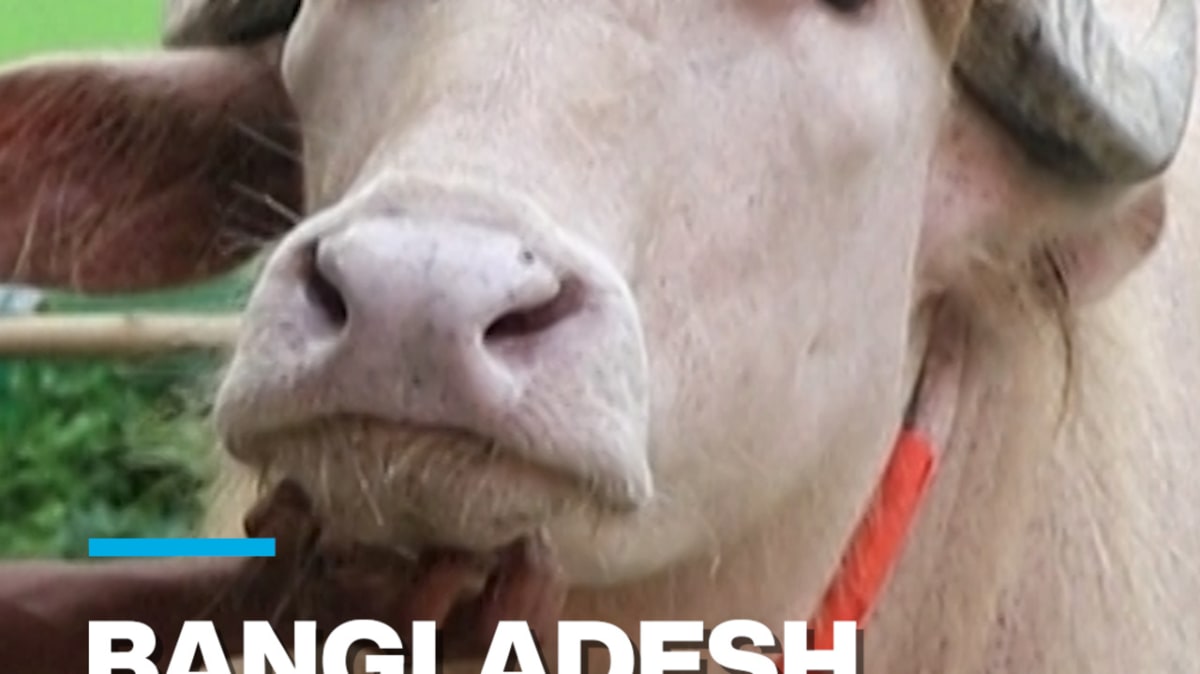 Albino Buffalo Named 'Donald Trump' Charms Bangladesh