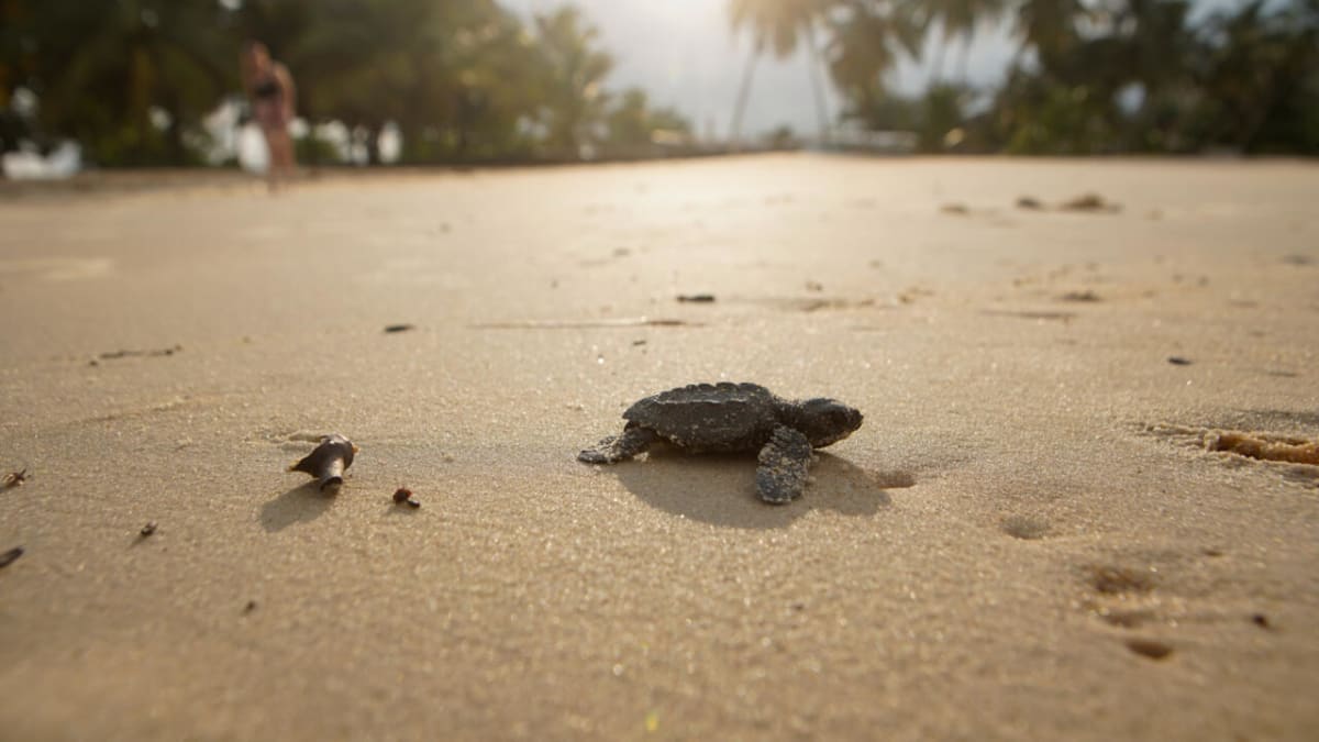 Tiny baby sea turtle crawling across sandy beach toward ocean waves in Gabon