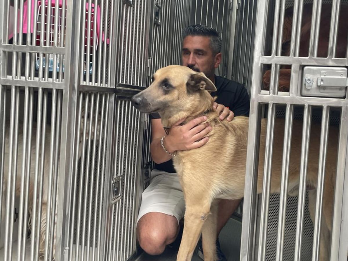 French Couple Rescues 100 Pets From Wildfire Chaos - Image 3