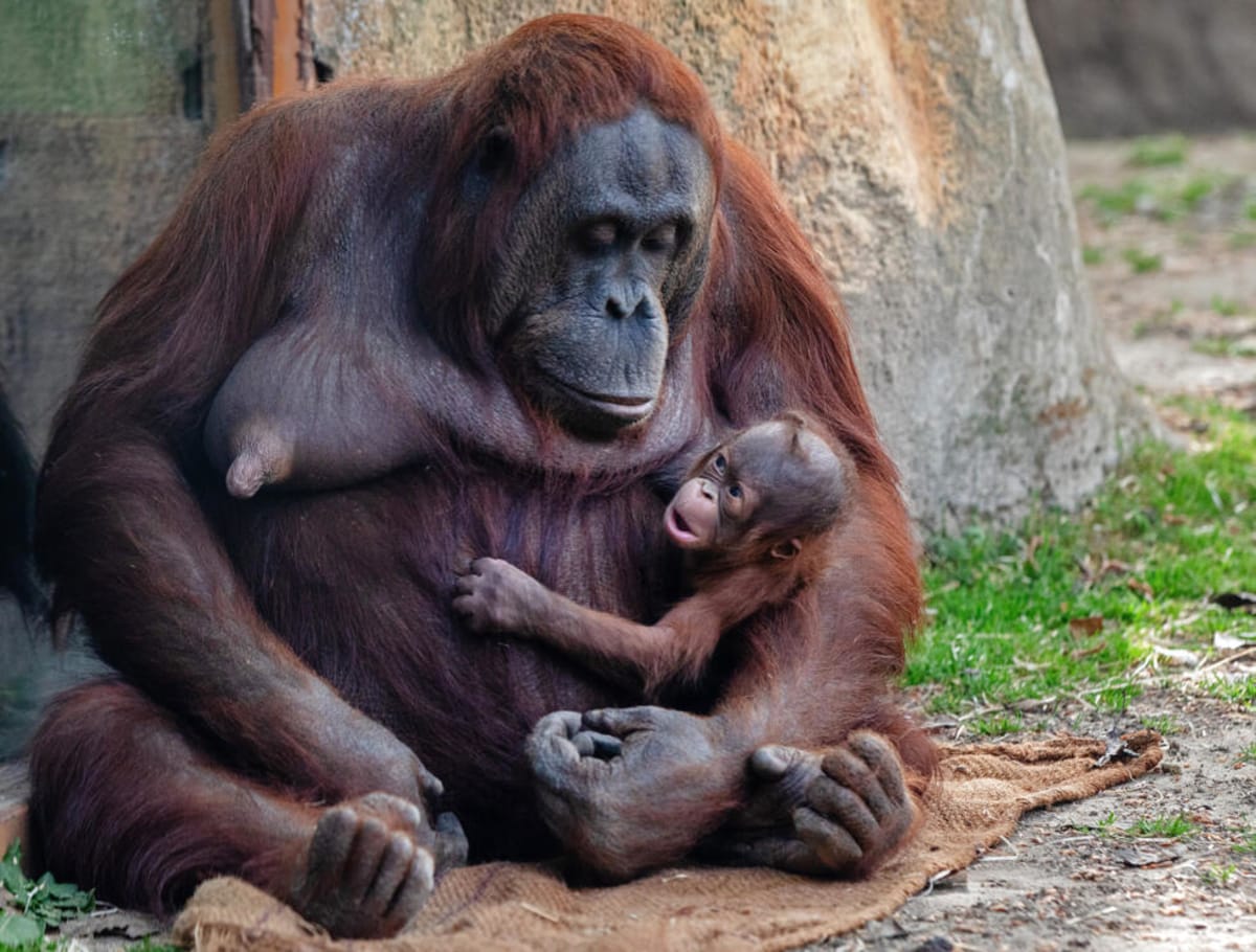 Madrid Zoo Welcomes Critically Endangered Baby Orangutan - Image 4