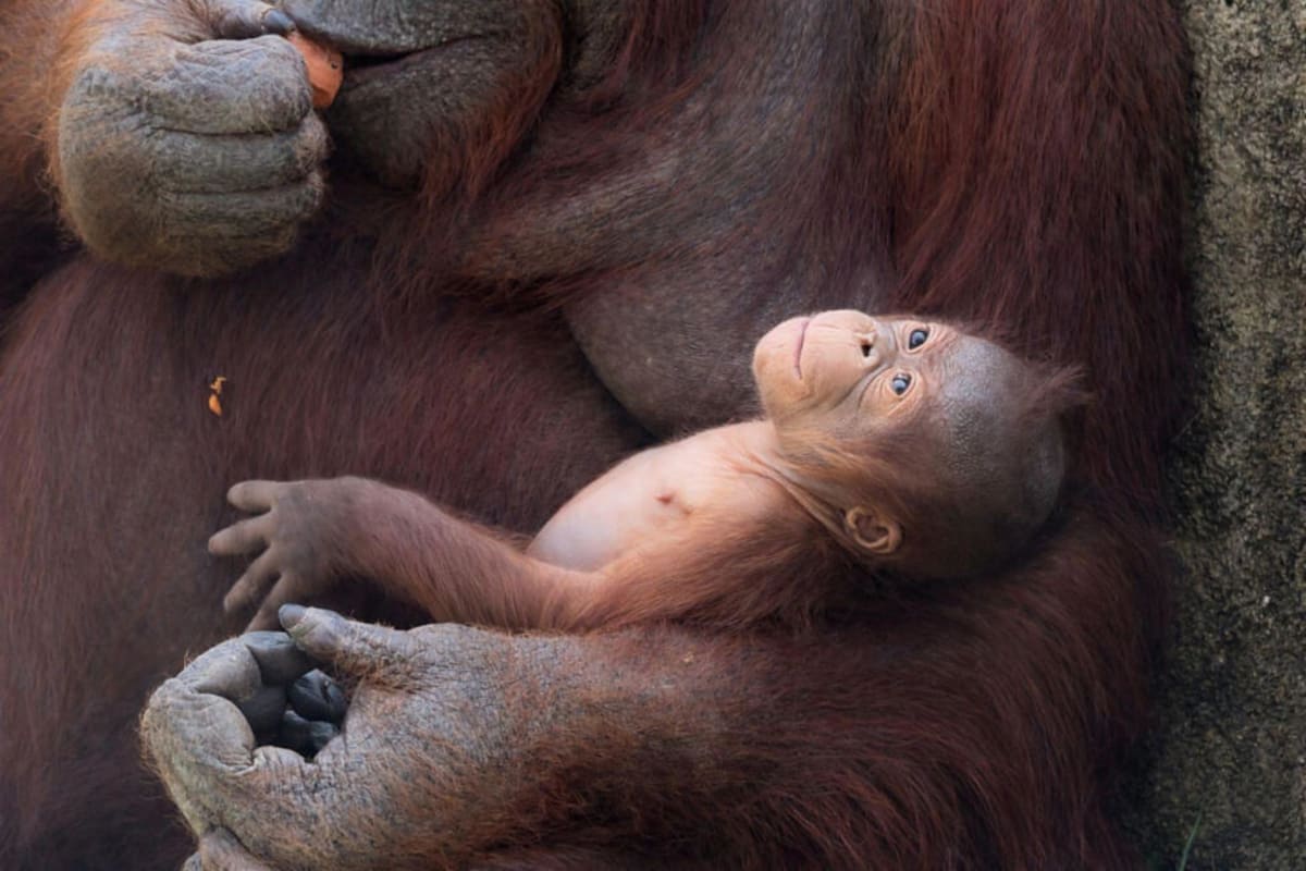 Madrid Zoo Welcomes Critically Endangered Baby Orangutan - Image 3