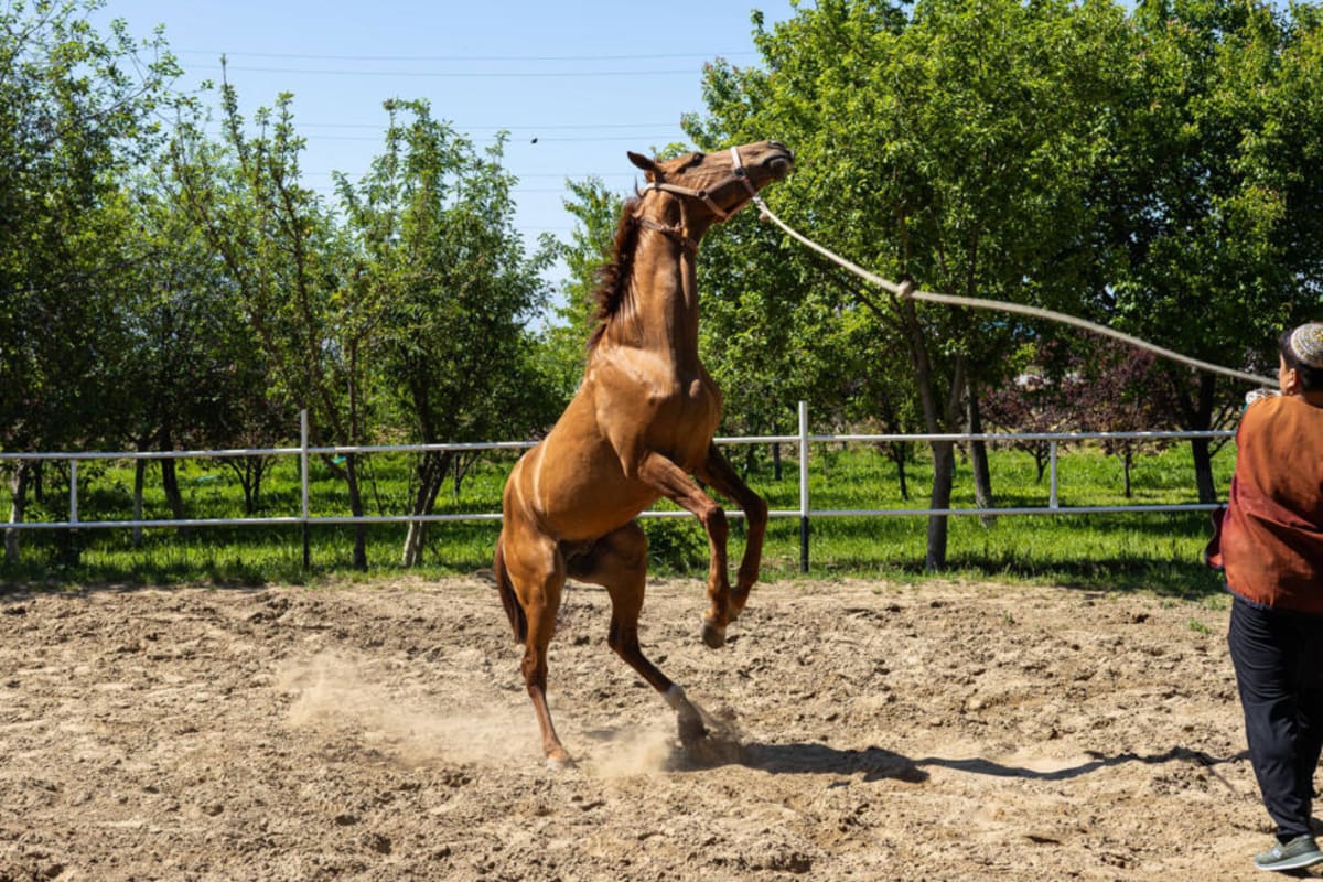 Turkmenistan's Golden Horses Get UNESCO Heritage Status - Image 4
