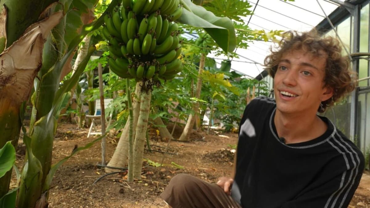French Farmers Now Grow Bananas as Climate Warms