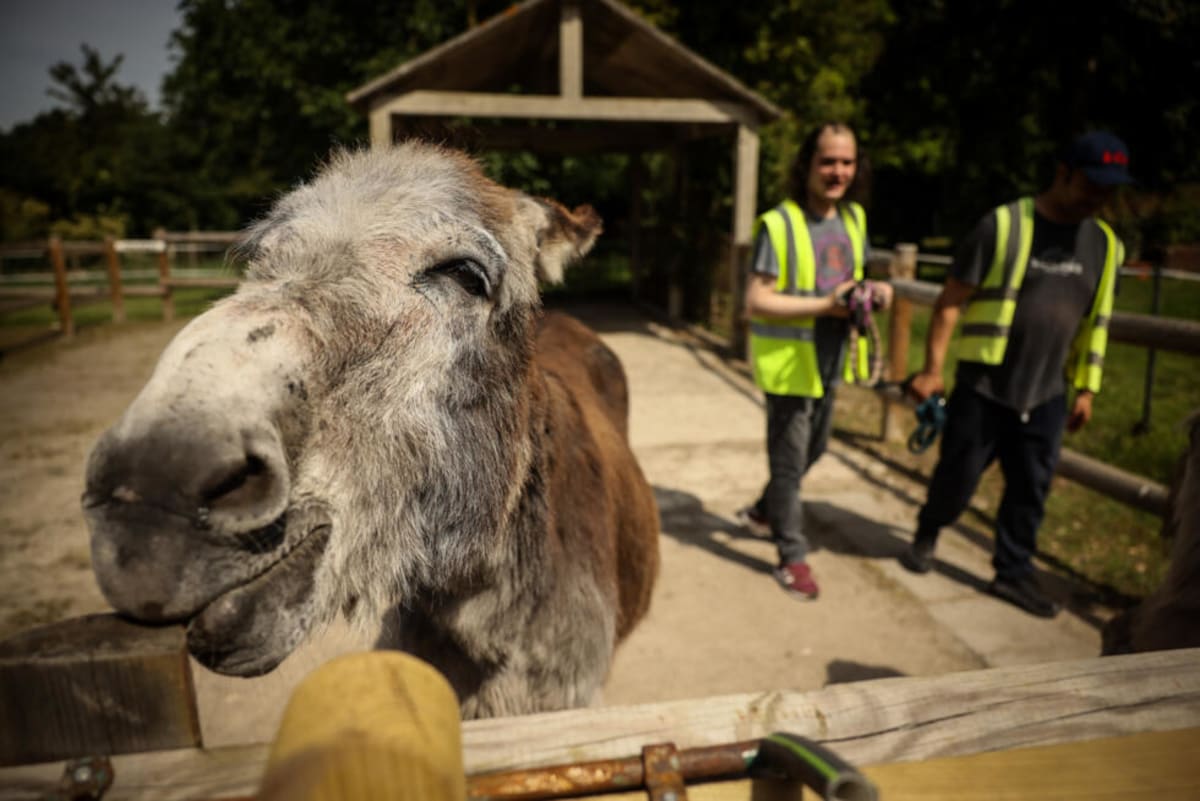 Therapy Donkeys Help Psychiatric Patients Near Paris - Image 5