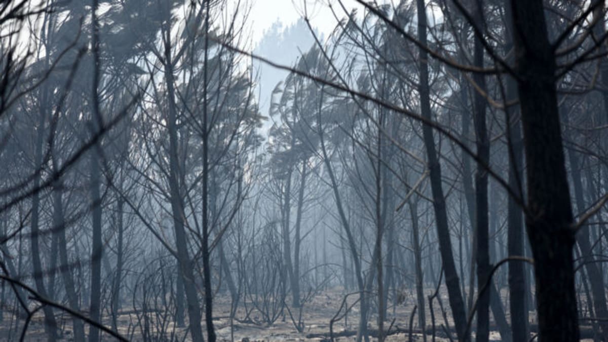 French Army Deploys 1,500 Troops to Fight Gironde Fires - Image 4