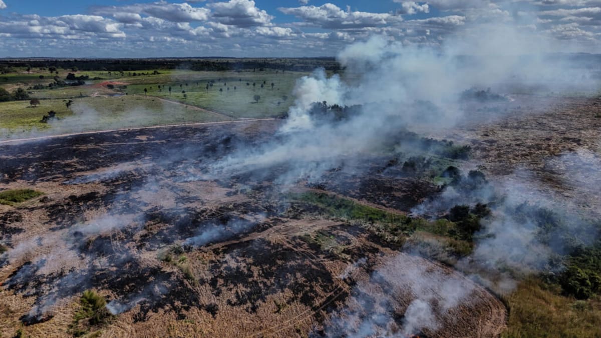 Amazon Deforestation Drops 21% to Lowest Level Since 2019 - Image 2