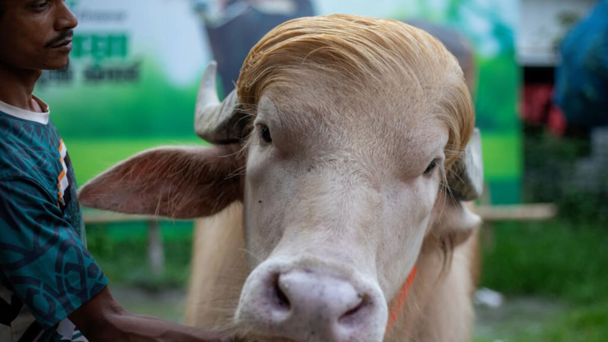 Viral Albino Buffalo Saved From Sacrifice in Bangladesh - Image 2