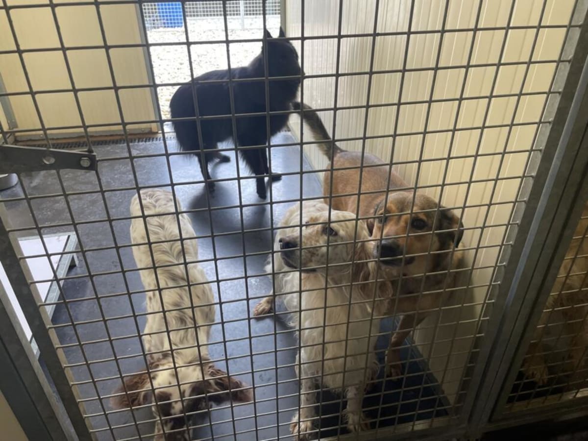 French Couple Rescues 100 Pets From Wildfire Chaos - Image 5