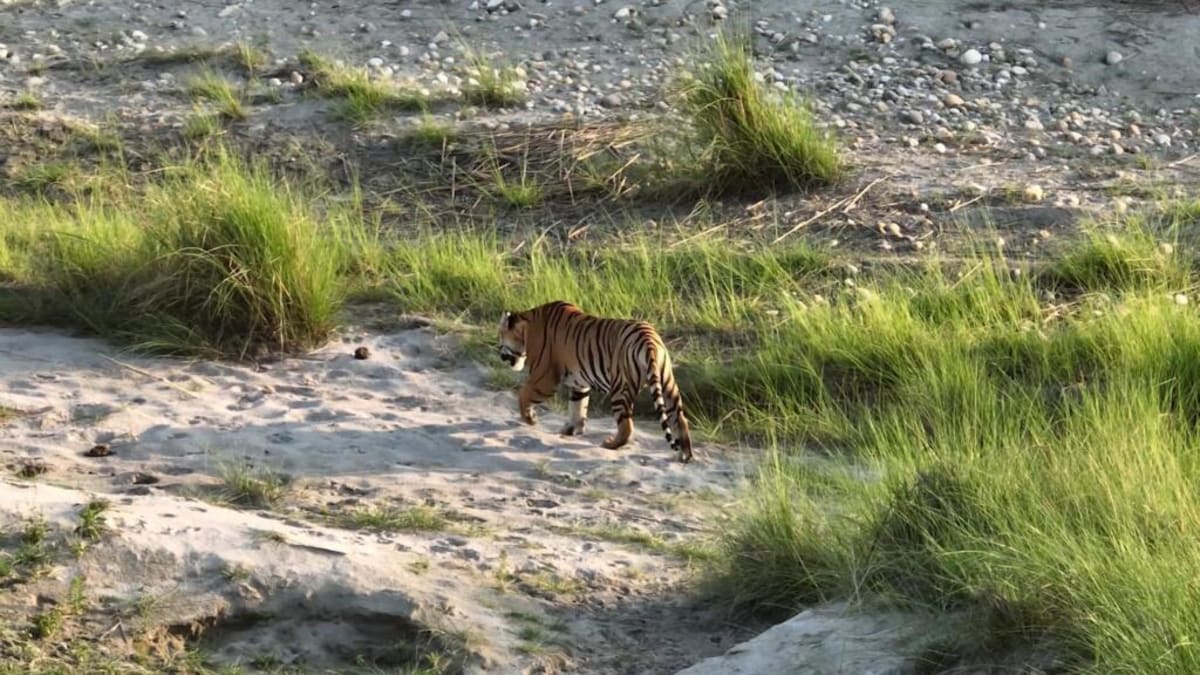 Nepal Communities Learn to Safely Live with Wild Tigers - Image 2