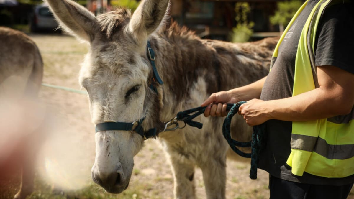 Therapy Donkeys Help Psychiatric Patients Near Paris - Image 2