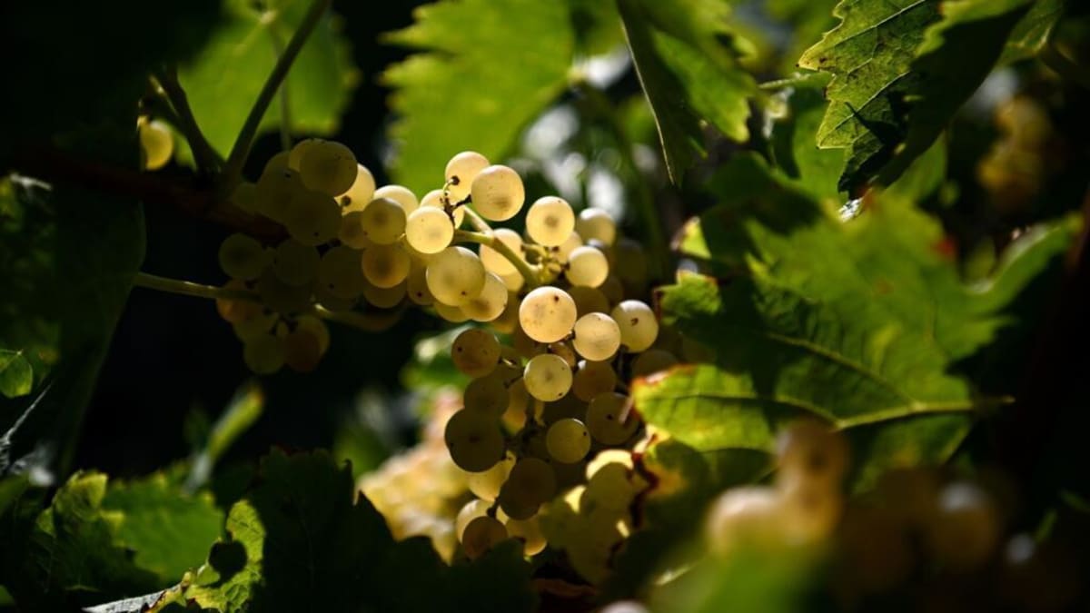French Winemakers Plant Trees to Beat Climate Change - Image 2