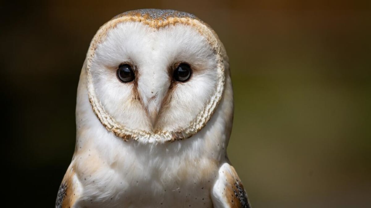 British Army Crew Rescues Barn Owl 70 Miles Out to Sea - Image 2
