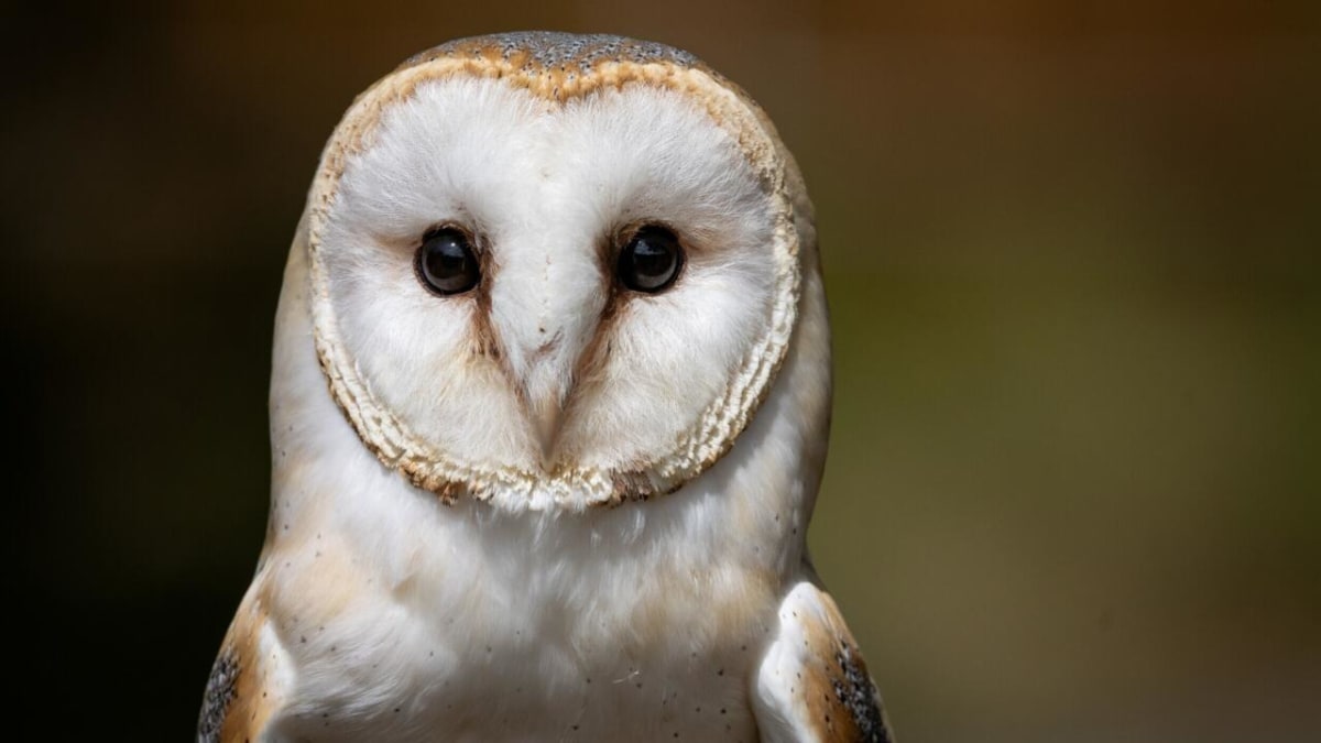 Barn owl perched on branch in golden light, similar to rescued seabird