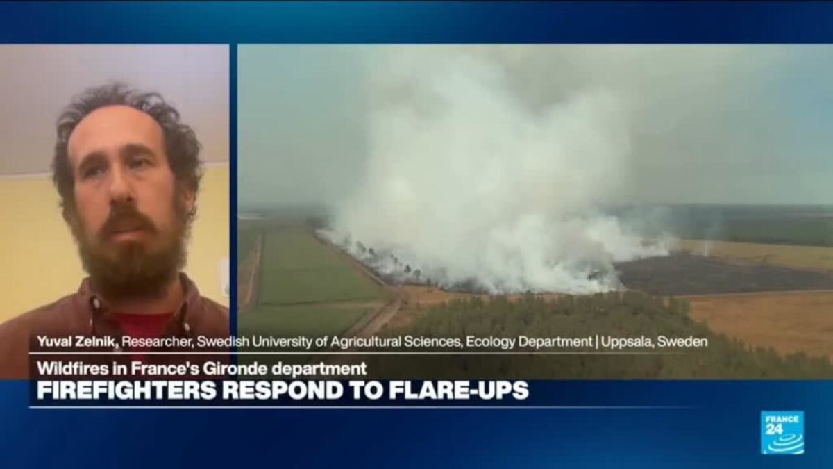 ** Firefighters and scientists examining forest recovery area in southwest France after wildfires