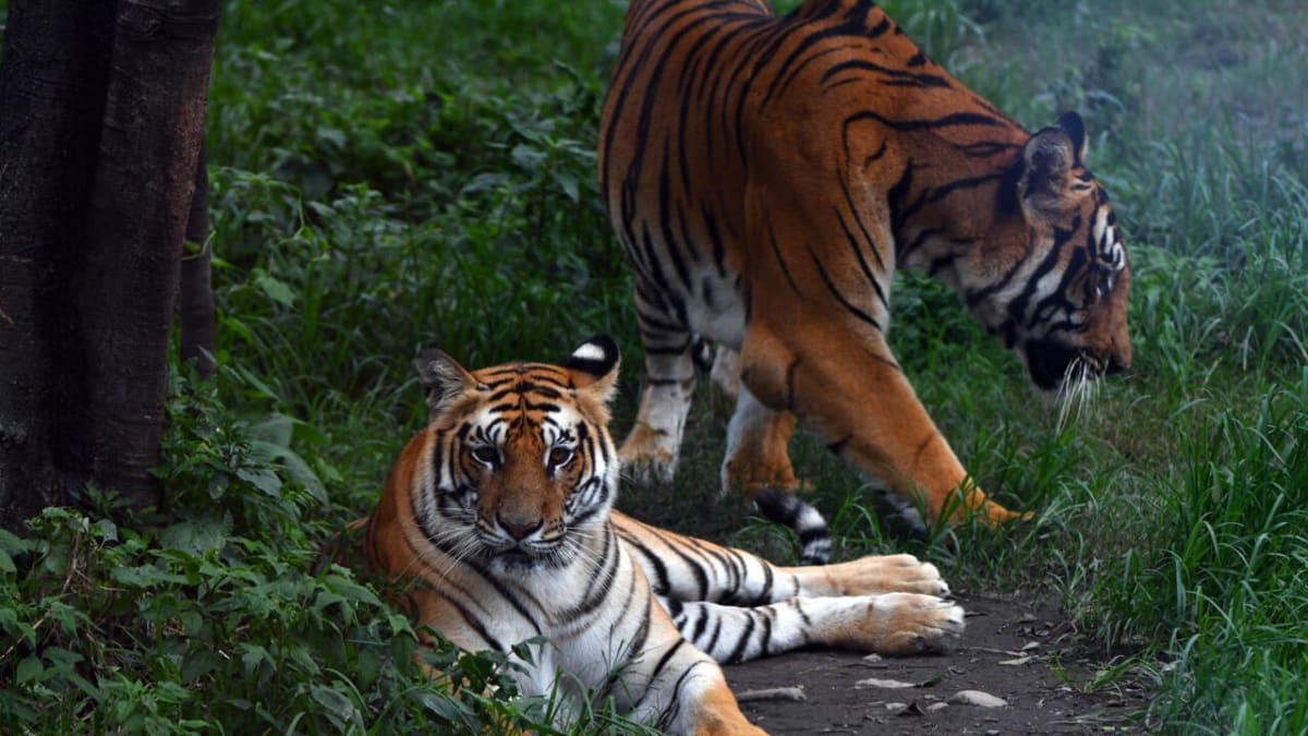 Nepal's Tiger Population Surges 20% to 429 in Four Years