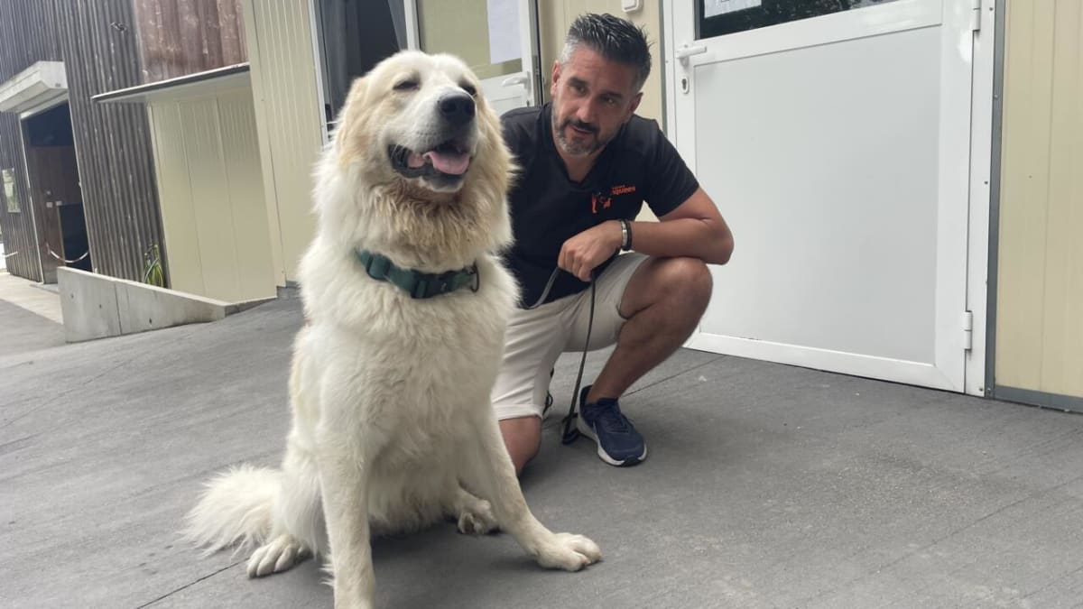 David Avril caring for Alaska, a white mountain dog, at his animal rescue facility in Gironde, France