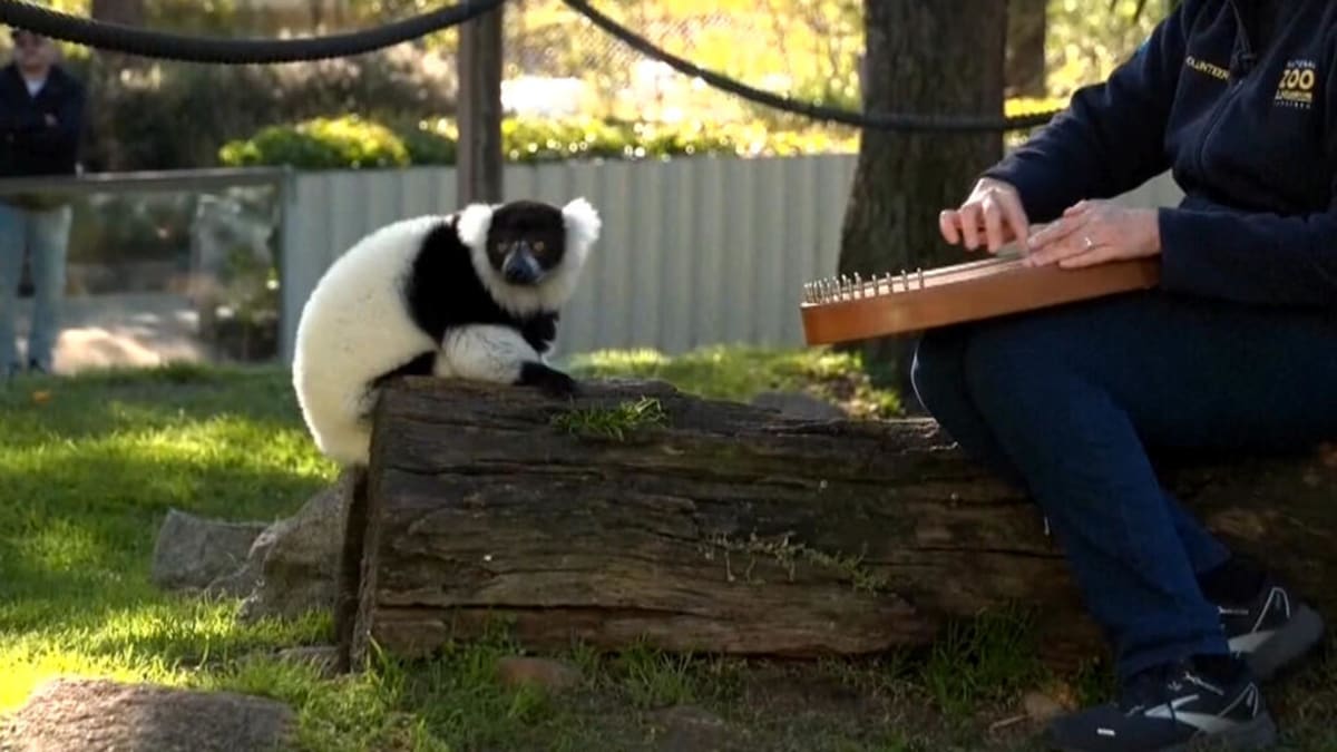 Canberra Zoo Offers Music Therapy to Calm Animals - Image 2
