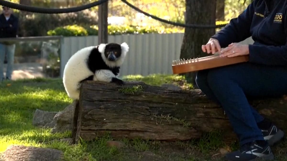 Music therapist playing instrument for attentive zoo animals in Canberra, Australia