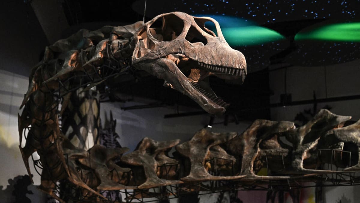 Life-size skeletal reconstruction of Nagatitan chaiyaphumensis dinosaur displayed at Bangkok museum