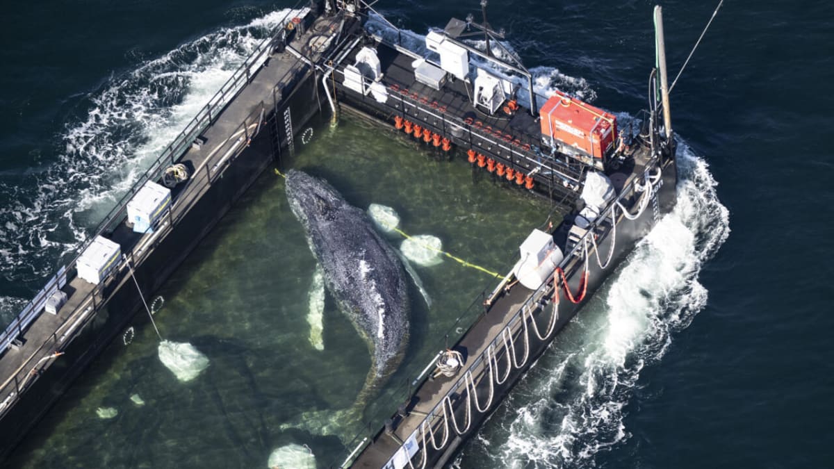 Aerial view of rescued humpback whale Timmy in specialized transport barge along Danish coastline