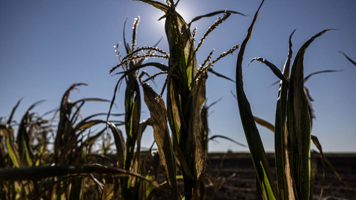 Dried corn stalks in parched French farmland during record-breaking summer heatwave