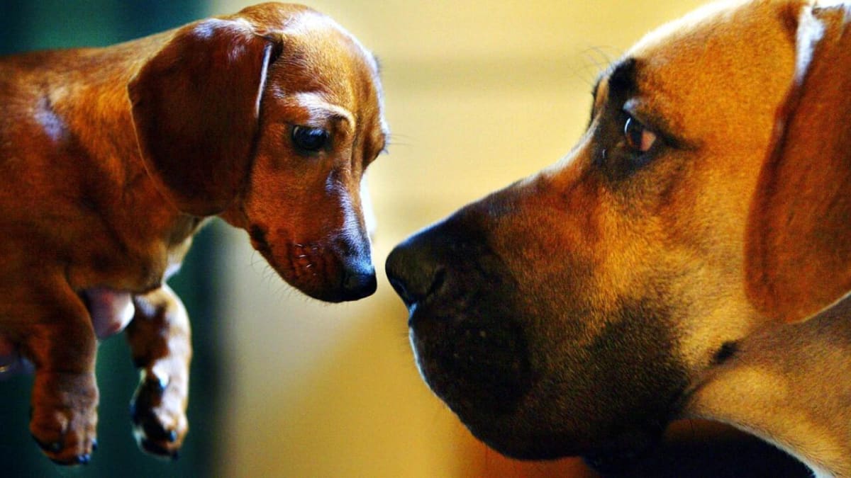 Ancient dog skull fragment from Turkey where oldest canine DNA was discovered