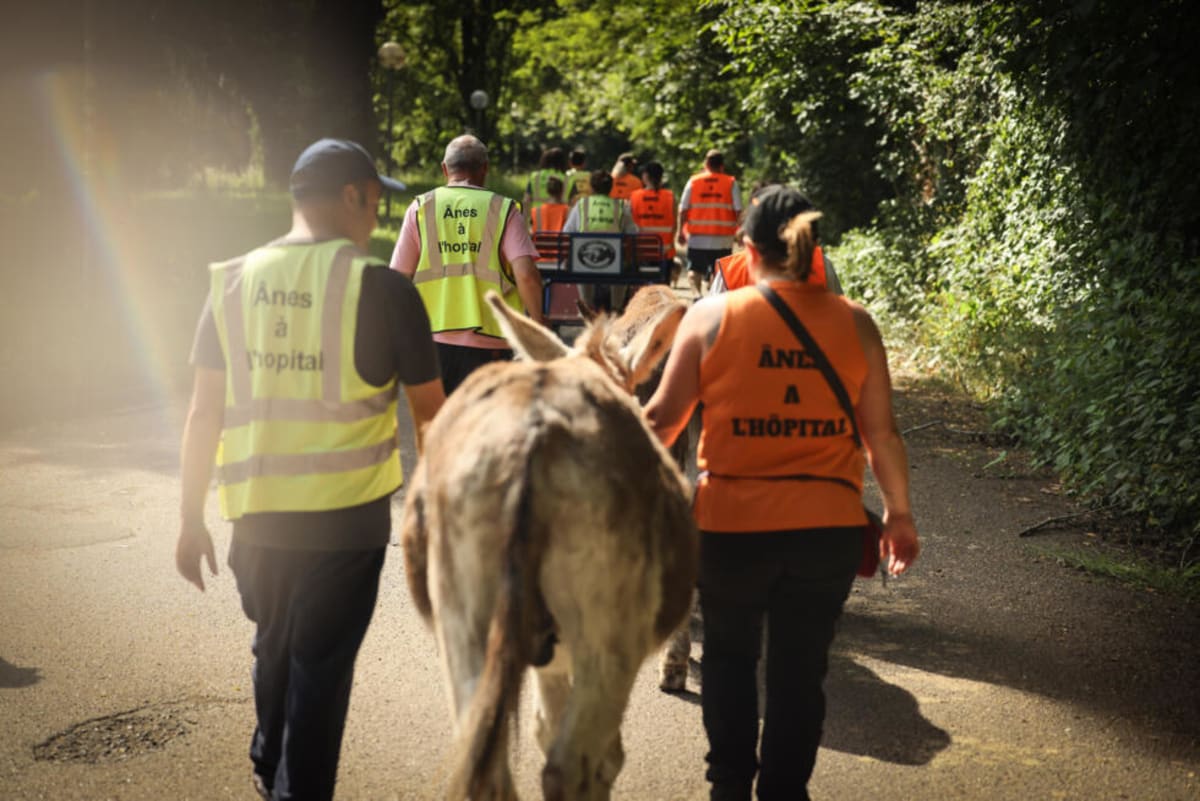 Therapy Donkeys Help Psychiatric Patients Near Paris - Image 3