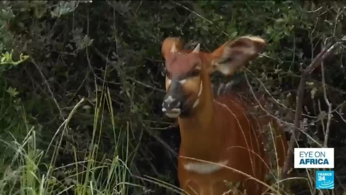 Kenya Brings 'Ghost of the Forest' Antelope Back to Wild