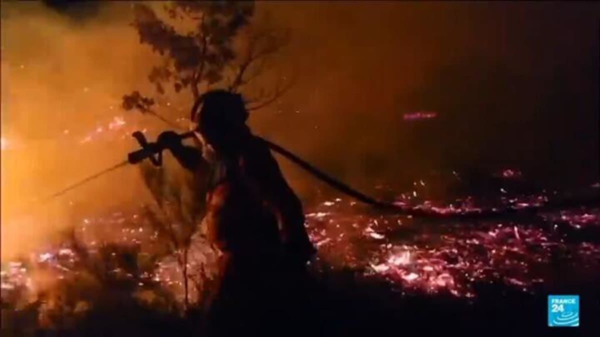 Spanish Goats Fighting Wildfires in Galicia Mountains - Image 5