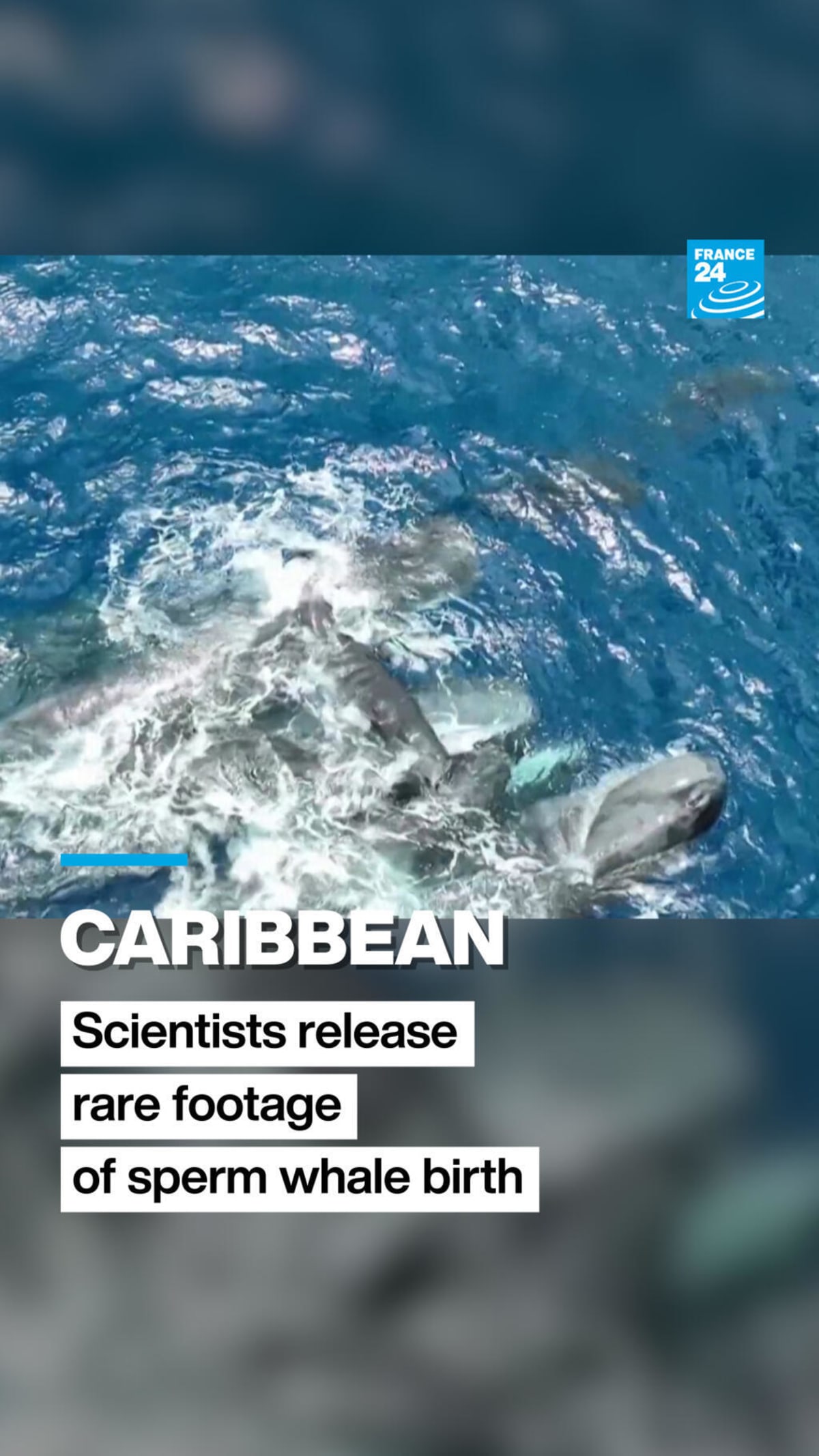 Scientists Film Rare Sperm Whale Birth Off Dominica Coast - Image 2