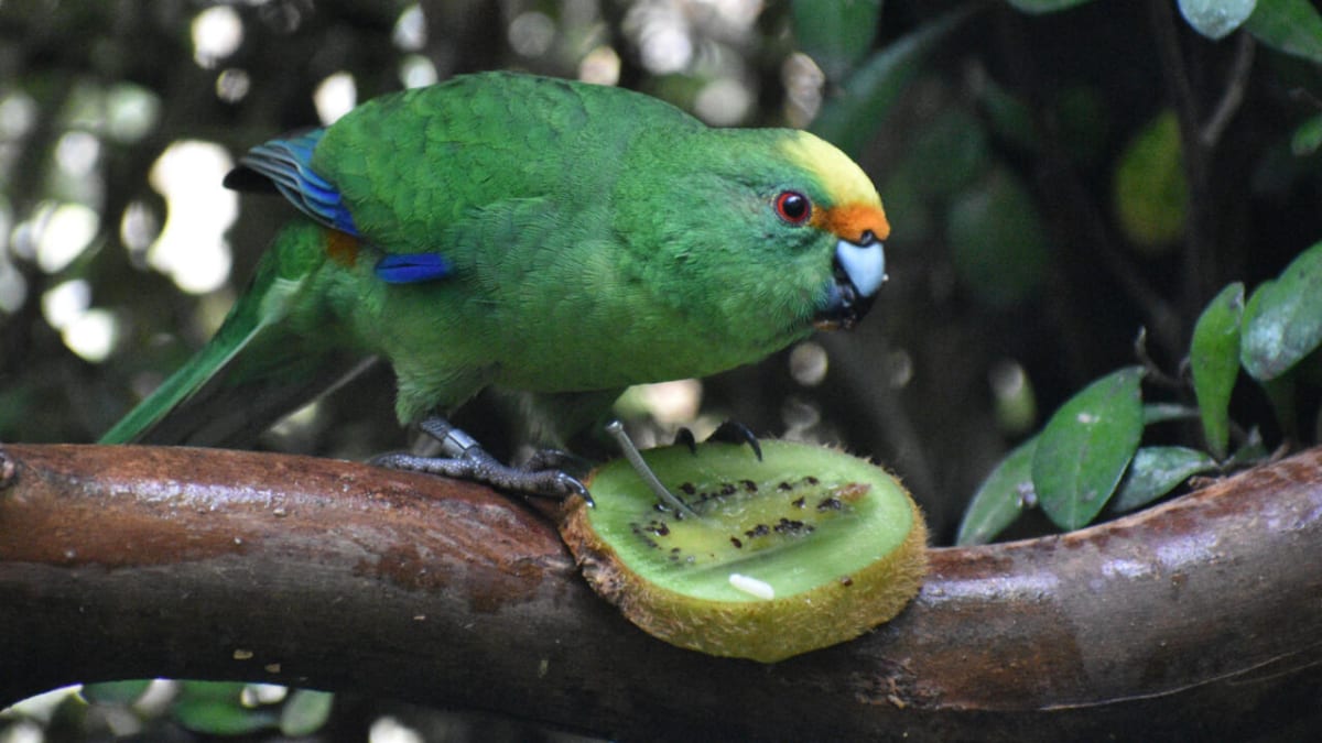 Two Parakeets Save 10% of Their Species in New Zealand