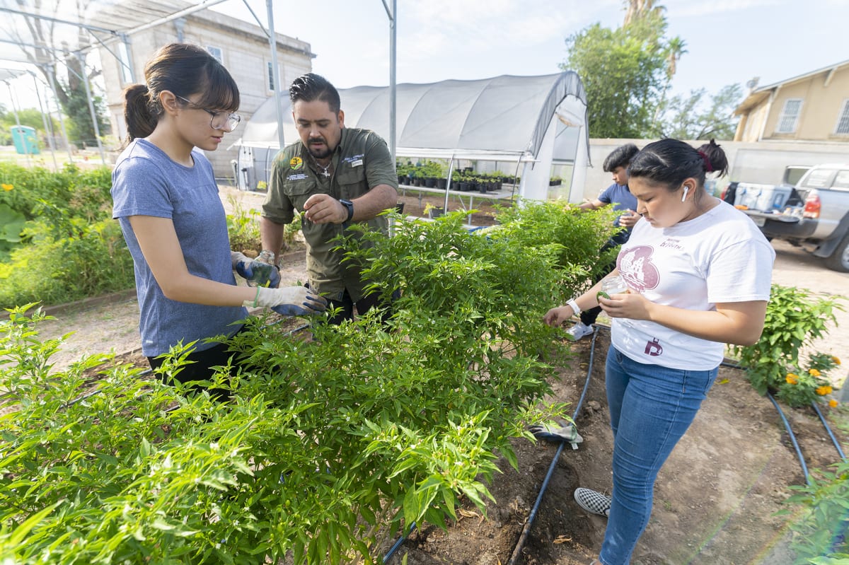 Volunteers learning to harvest fresh peppers at Laredo urban agriculture demonstration farm