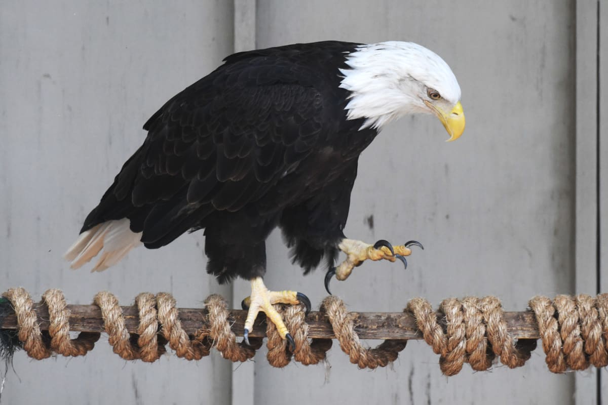 Connecticut Bald Eagles Recover After Decades of Decline