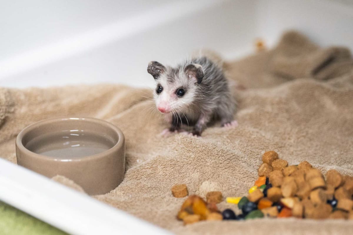Tiny baby opossum resting in medical incubator at Austin Wildlife Rescue rehabilitation center