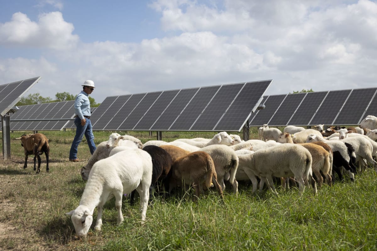 Texas Sheep Farmer Turns Solar Farms Into $1M Business