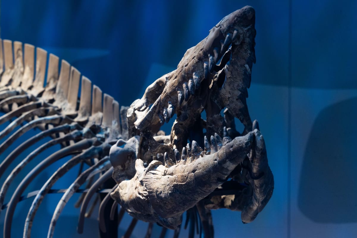 Fossil skeleton of Tylosaurus rex marine reptile displayed at the Perot Museum in Dallas