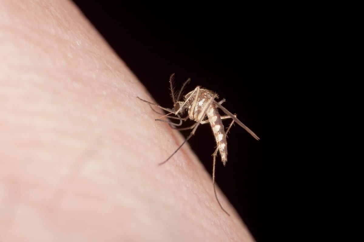 Scientist examining mosquito specimens in laboratory for disease control research project