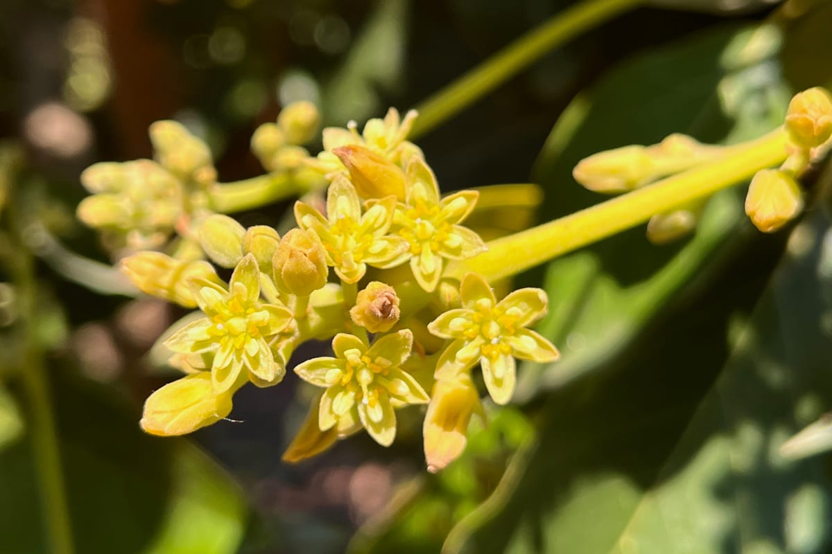 Close-up photograph of a delicate white avocado flower blooming on a tree branch