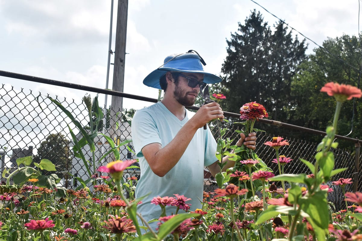 Young volunteer holds freshly cut pink and orange zinnias at community garden farm